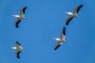 Ridgefield National Wildlife Refuge, Washington State. Flock of American white pelicans in flight Art Print